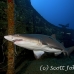 shark_tiger_sand_spar_h_0075_nca0082.jpg